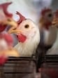 Avian influenza A virus subtype H5N1 Influenza A(H5N1) is the most common cause of bird flu in humans. (Representational image) Avian influenza A virus subtype H5N1 Influenza A(H5N1) is the most common cause of bird flu in humans. (Representational image)