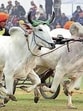The Punjab Vidhan Sabha on Thursday passed several important Bills, including one that will lead to the setting up of two new private universities, besides clearing amendments related to labour welfare, commercial establishments and animal rights. The amendments to the state’s animal welfare law paves the way for the return of the traditional bullock cart race at the Kila Raipur Rural Olympics.