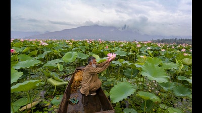 A boatman poses with a Lotus flower at Wular Lake in Bandipora district on Friday. (PTI)