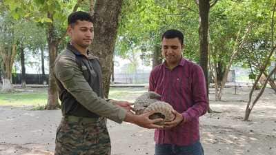 Army officials handling over the pangolin to the forest department officials on Saturday. (File) Army officials handling over the pangolin to the forest department officials on Saturday. (File)