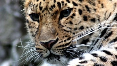 The incident has raised serious concerns over potential wildlife poisoning in the protected area. (Representational Image) The incident has raised serious concerns over potential wildlife poisoning in the protected area. (Representational Image)
