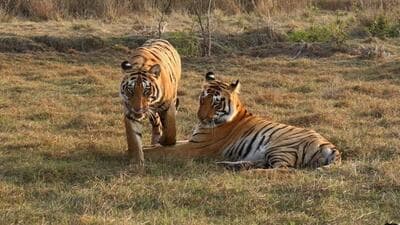 Mumbai, India - June 28, 2020: Tigers in Eastern Vidarbha landscape are at a risk. The proposed Chandrapur greenfield airport site corridor, is located in central Chanda, which is 32km from Chaprala Wildlife Sanctuary, 38km from the Tadoba-Andhari Tiger Reserve (TATR) buffer, and next to the proposed Kanhargaon wildlife sanctuary. The proposed airport area has tiger, leopard, and wild prey occupancy. It will be not only disastrous for wild animals, but also dangerous for civil aviation according to Wildlife Institute of India (WII) and National Board for Wildlife (NBWL). The tiger corridor in eastern Vidarbha is at risk. (Photo by Maharashtra forest department)