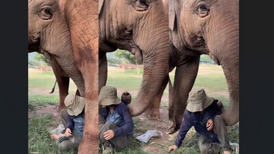 An elephant interrupted a musical moment to claim solo attention. (Instagram/lek_chailert)