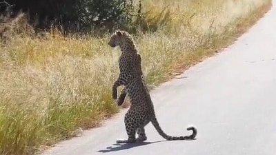 A leopard stunned the internet by standing on two legs. (Facebook/ Latest Sightings - Kruger) A leopard stunned the internet by standing on two legs. (Facebook/ Latest Sightings - Kruger)