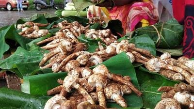 Ten-Twelve mushroom buds weighing around 200 grams are sold at around ₹500. Ten-Twelve mushroom buds weighing around 200 grams are sold at around ₹500.
