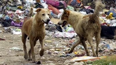 BBMP is planning to feed stray dogs with Chicken meals. BBMP is planning to feed stray dogs with Chicken meals.
