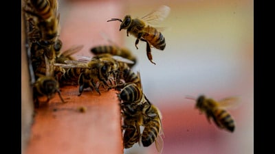 The state government has asked the forest department to determine whether deaths due to honeybee attacks can be declared a disaster and whether the honeybee qualifies as a wild animal. (File) The state government has asked the forest department to determine whether deaths due to honeybee attacks can be declared a disaster and whether the honeybee qualifies as a wild animal. (File)