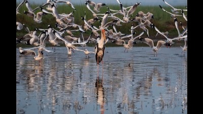 These interventions are designed to attract species such as herons, egrets, and other waders. (HT)