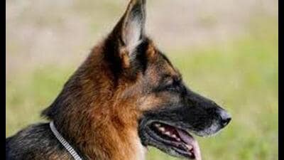 Three dogs, two Pomeranians and a Pug, were taken into custody during the drive and later released after payment of fines. (Sourced)