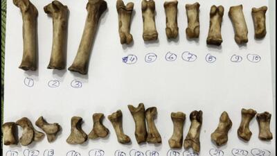 Tiger bones seized by the DRI Tiger bones seized by the DRI