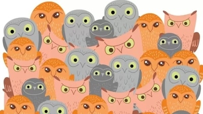 The optical illusion challenges viewers to find a hidden gray cat among owls in just five seconds. (Source: Brightside ) The optical illusion challenges viewers to find a hidden gray cat among owls in just five seconds. (Source: Brightside )