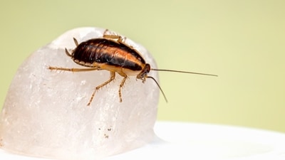 Ashwini Shirsat, 31, a resident of Dapodi, had visited the hotel with her family for dinner on June 16 when she discovered a cockroach in her soup. (Pic used for representation) (Unsplash) Ashwini Shirsat, 31, a resident of Dapodi, had visited the hotel with her family for dinner on June 16 when she discovered a cockroach in her soup. (Pic used for representation) (Unsplash)