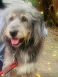 A few months passed and another wonderful mastiff found his way into our life. We named him Rocky Jr. In looks, he resembled his predecessor, but nature wise just the opposite. And I was squarely blamed for spoiling him.