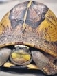 Box turtle