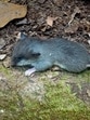 Molecular dating from this new research places the origin of the Malabar Spiny Tree Mouse’s ancestors in the Eocene period, between 56 to 33.9 million years ago, indicating that the species likely survived major geological transformations while taking refuge in the forested hill ranges of the Western Ghats. (HT PHOTO)