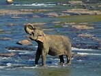 The death of a five-year-old jumbo was reported a day after another female wild elephant was found dead near a crop field.