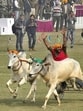 The president of the Kila Raipur Sports Association, Col Surinder Singh (retd), expressed his happiness and thanked everyone who supported the cause. (HT Photo)