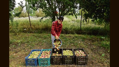 A farmer fills boxes with plums harvested in an orchard in the outskirts of Srinagar on Sunday. (Waseem Andrabi /HT) A farmer fills boxes with plums harvested in an orchard in the outskirts of Srinagar on Sunday. (Waseem Andrabi /HT)
