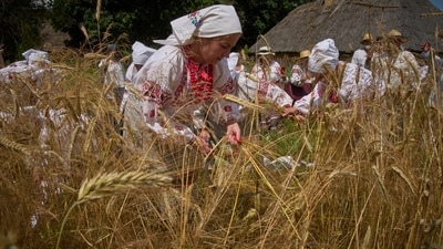 Ukrainian women wearing national costumes reap wheat with sickles as they reconstruct an ancient rite to mark the wheat harvesting festival in the village of Pyrohiv close to Kyiv, Ukraine, on July 13, (AP) Ukrainian women wearing national costumes reap wheat with sickles as they reconstruct an ancient rite to mark the wheat harvesting festival in the village of Pyrohiv close to Kyiv, Ukraine, on July 13, (AP)