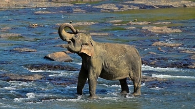 The death of a five-year-old jumbo was reported a day after another female wild elephant was found dead near a crop field. (AFP/Representational Image) The death of a five-year-old jumbo was reported a day after another female wild elephant was found dead near a crop field. (AFP/Representational Image)