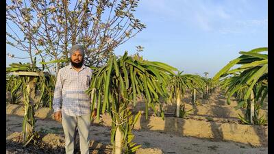 Satnam Singh of Thulewal village in Barnala has sown dragon fruit on four acres. (HT) Satnam Singh of Thulewal village in Barnala has sown dragon fruit on four acres. (HT)