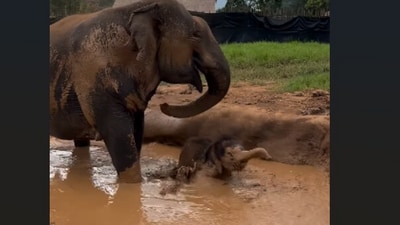 A baby elephant's first playful dip in a mud pool captured hearts online. (Instagram/new_elephant_home) A baby elephant's first playful dip in a mud pool captured hearts online. (Instagram/new_elephant_home)