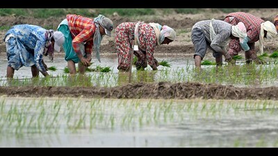 The agriculture department expects around 2.58 lakh hectares of area to be cultivated this Kharif season. (Gurpreet Singh/HT) The agriculture department expects around 2.58 lakh hectares of area to be cultivated this Kharif season. (Gurpreet Singh/HT)