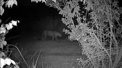 The photograph was taken at 10.27pm on June 15, after Jagatpur residents had set up a camera trap with the help of a wildlife enthusiast. (Courtesy: Hemant Garg) The photograph was taken at 10.27pm on June 15, after Jagatpur residents had set up a camera trap with the help of a wildlife enthusiast. (Courtesy: Hemant Garg)