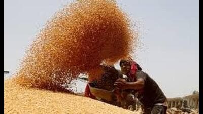 The state managed to procure just 10.27 lakh MT of wheat — less than one-fifth of its 60 lakh MT target — highlighting serious gaps in its procurement strategy and farmer engagement. (HT File) The state managed to procure just 10.27 lakh MT of wheat — less than one-fifth of its 60 lakh MT target — highlighting serious gaps in its procurement strategy and farmer engagement. (HT File)