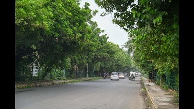 The trees on the Sector-9/9A road on Sunday. (Parveen Kumar/HT Photo) The trees on the Sector-9/9A road on Sunday. (Parveen Kumar/HT Photo)