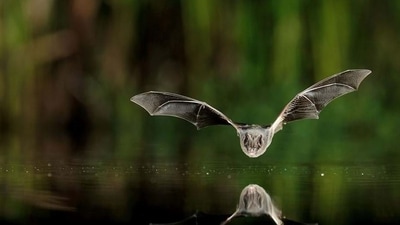 Barbastelle bat (Woodland Trust/UK)