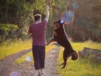 Dog_1752468567600
