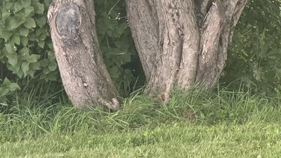 An optical illusion shared on Reddit sparked debate as viewers tried to locate a hidden cat. (Reddit/Taylor1224M) An optical illusion shared on Reddit sparked debate as viewers tried to locate a hidden cat. (Reddit/Taylor1224M)