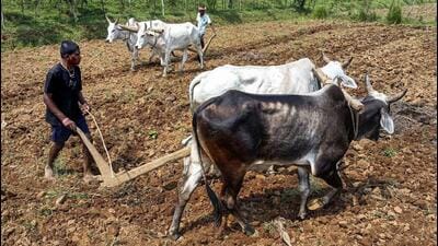 Bastar: Farmers plough a field on the outskirts of Jagdalpur, in Bastar district, Chhattisgarh on June 8. (PTI FILE) Bastar: Farmers plough a field on the outskirts of Jagdalpur, in Bastar district, Chhattisgarh on June 8. (PTI FILE)