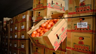 In US, shoppers were paying about $1.70 per pound for field-grown tomatoes as of May 2025 (Bloomberg) In US, shoppers were paying about $1.70 per pound for field-grown tomatoes as of May 2025 (Bloomberg)