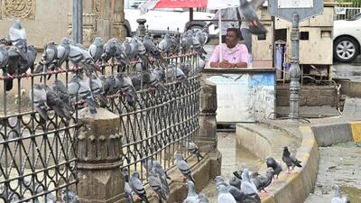 Mumbai, India - July 14, 2025: Vilas Pawar, BMC official stationed at Kabutarkhana near GPO keeps a watchful eye, to impose fines on those feeding pigeons, as dozens of birds flock to the area in Mumbai, India, on Monday, July 14, 2025. (Photo by Anshuman Poyrekar/ Hindustan Times) (Hindustan Times) Mumbai, India - July 14, 2025: Vilas Pawar, BMC official stationed at Kabutarkhana near GPO keeps a watchful eye, to impose fines on those feeding pigeons, as dozens of birds flock to the area in Mumbai, India, on Monday, July 14, 2025. (Photo by Anshuman Poyrekar/ Hindustan Times) (Hindustan Times)
