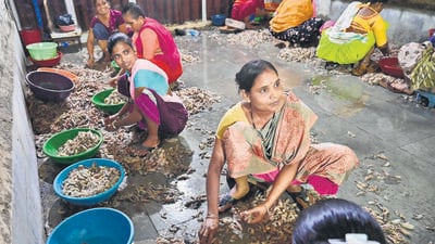 Mumbai, India - July 4, 2025:Group women peel prawns at Sassoon Dock, at Colaba in Mumbai, India, on Friday, July 4, 2025. (Photo by Anshuman Poyrekar/ Hindustan Times) (Hindustan Times) Mumbai, India - July 4, 2025:Group women peel prawns at Sassoon Dock, at Colaba in Mumbai, India, on Friday, July 4, 2025. (Photo by Anshuman Poyrekar/ Hindustan Times) (Hindustan Times)