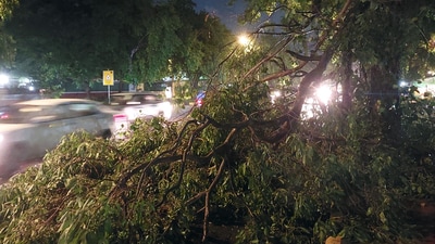 Tree branches fall at Ferozshah Road during rain at ITO in New Delhi, after heavy rainfall hit national capital. ( Hindustan Times/Sanjeev Verma)