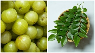 Eating amla and curry leaves together can help heal your body, as they are rich in antioxidants. (Shutterstock) Eating amla and curry leaves together can help heal your body, as they are rich in antioxidants. (Shutterstock)