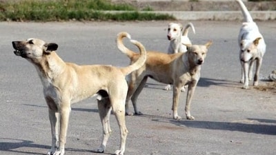 BBMP plans to spend ₹2.88 crore annually to feed chicken rice to around 4,000 stray dogs. (HT_PRINT) BBMP plans to spend ₹2.88 crore annually to feed chicken rice to around 4,000 stray dogs. (HT_PRINT)