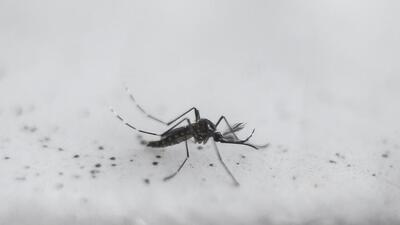 (FILES) View a transgenic Aedes aegypti OX513A mosquito, created by Oxitec, in Piracicaba, Sao Paulo, Brazil on October 26, 2016. Tens of thousands of genetically modified mosquitos are being released every week in Djibouti as the tiny Horn of Africa state experiments with a new weapon against an unprecedented malaria surge. In 2019, Abdoulilah Ahmed Abdi, health adviser to Djibouti's presidency, heard about a new invention being used primarily in Brazil against a dengue-carrying mosquito. The so-called "Friendly" mosquito, created by British biotechnology firm Oxitec, is a genetically modified male that carries a protein ensuring its offspring will not survive. Oxitec has released well over one billion GM mosquitos in Brazil and Florida in the United States, where it targets the dengue-carrying Aedes aegypti. Its studies indicate it can reduce wild populations by 90 percent or more. (Photo by Miguel SCHINCARIOL / AFP) (AFP) (FILES) View a transgenic Aedes aegypti OX513A mosquito, created by Oxitec, in Piracicaba, Sao Paulo, Brazil on October 26, 2016. Tens of thousands of genetically modified mosquitos are being released every week in Djibouti as the tiny Horn of Africa state experiments with a new weapon against an unprecedented malaria surge. In 2019, Abdoulilah Ahmed Abdi, health adviser to Djibouti's presidency, heard about a new invention being used primarily in Brazil against a dengue-carrying mosquito. The so-called "Friendly" mosquito, created by British biotechnology firm Oxitec, is a genetically modified male that carries a protein ensuring its offspring will not survive. Oxitec has released well over one billion GM mosquitos in Brazil and Florida in the United States, where it targets the dengue-carrying Aedes aegypti. Its studies indicate it can reduce wild populations by 90 percent or more. (Photo by Miguel SCHINCARIOL / AFP) (AFP)