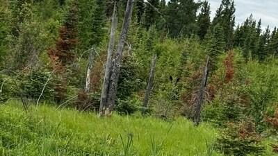An optical illusion featuring a hidden moose in a forest scene went viral online. (Reddit/cyborgzz) An optical illusion featuring a hidden moose in a forest scene went viral online. (Reddit/cyborgzz)