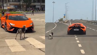 A Mumbai street dog blocked a Lamborghini casually, leading to a flood of memes and reactions online. (@Arhantt_pvt/Instagram) A Mumbai street dog blocked a Lamborghini casually, leading to a flood of memes and reactions online. (@Arhantt_pvt/Instagram)