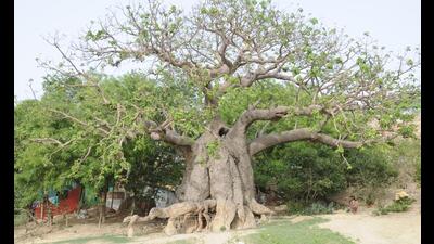 Parijat tree in Prayagraj’s Jhusi. (Sourced) Parijat tree in Prayagraj’s Jhusi. (Sourced)