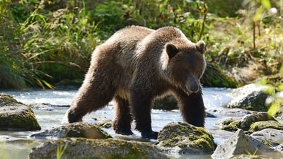 A viral social media post claimed grizzly bears were leaving Yellowstone National Park. (UnSplash) A viral social media post claimed grizzly bears were leaving Yellowstone National Park. (UnSplash)