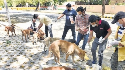 People feed stray dogs at Jantar Mantar Road in Delhi (HT File) People feed stray dogs at Jantar Mantar Road in Delhi (HT File)