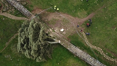 An aerial view shows the felled Sycamore Gap tree, along Hadrian's Wall, near Hexham, northern England on September 28, 2023. (AFP)