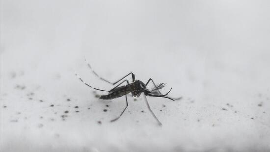 (FILES) View a transgenic Aedes aegypti OX513A mosquito, created by Oxitec, in Piracicaba, Sao Paulo, Brazil on October 26, 2016. Tens of thousands of genetically modified mosquitos are being released every week in Djibouti as the tiny Horn of Africa state experiments with a new weapon against an unprecedented malaria surge. In 2019, Abdoulilah Ahmed Abdi, health adviser to Djibouti's presidency, heard about a new invention being used primarily in Brazil against a dengue-carrying mosquito. The so-called "Friendly" mosquito, created by British biotechnology firm Oxitec, is a genetically modified male that carries a protein ensuring its offspring will not survive. Oxitec has released well over one billion GM mosquitos in Brazil and Florida in the United States, where it targets the dengue-carrying Aedes aegypti. Its studies indicate it can reduce wild populations by 90 percent or more. (Photo by Miguel SCHINCARIOL / AFP) (AFP)