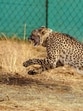 An African cheetah brought from Kuno National Park being released in Gandhi Sagar Sanctuary in Madhya Pradesh. (PTI) An African cheetah brought from Kuno National Park being released in Gandhi Sagar Sanctuary in Madhya Pradesh. (PTI)