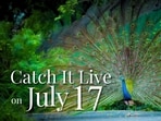 Catch It Live on Thursday, 17 July 2025. Catch It Live on Thursday, 17 July 2025.